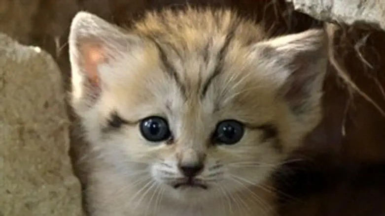 למצולם אין קשר לאמור בכתבה...