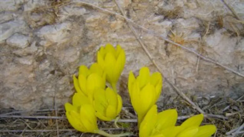 חלמוניות בנחל תקוע