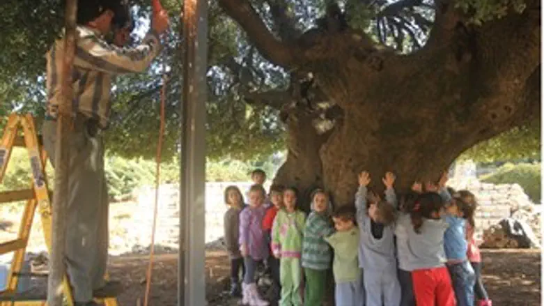 האלון הבודד