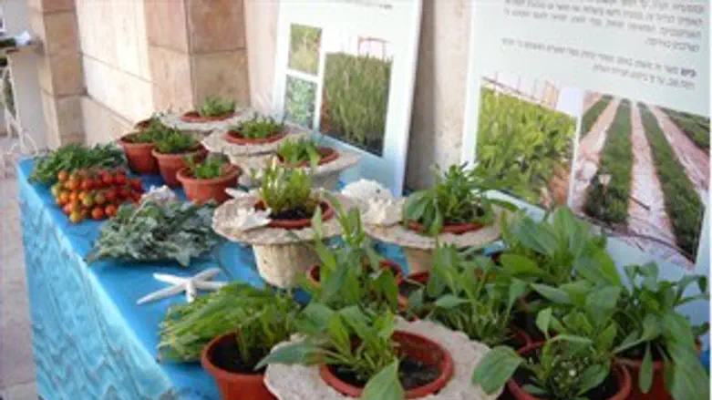 תערוכת הצמחים