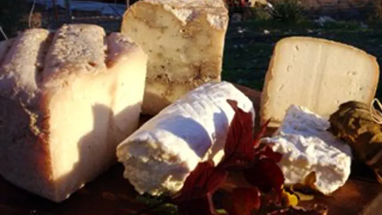 גבינה גבינות