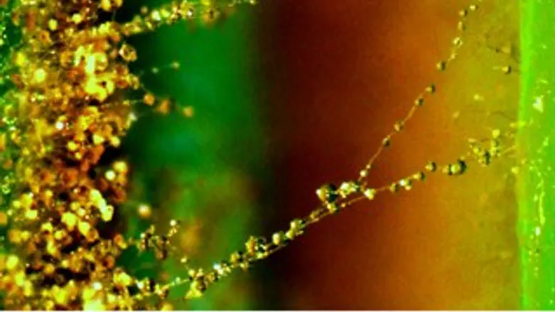 ידידות שכזו. חיידקים ופטריות