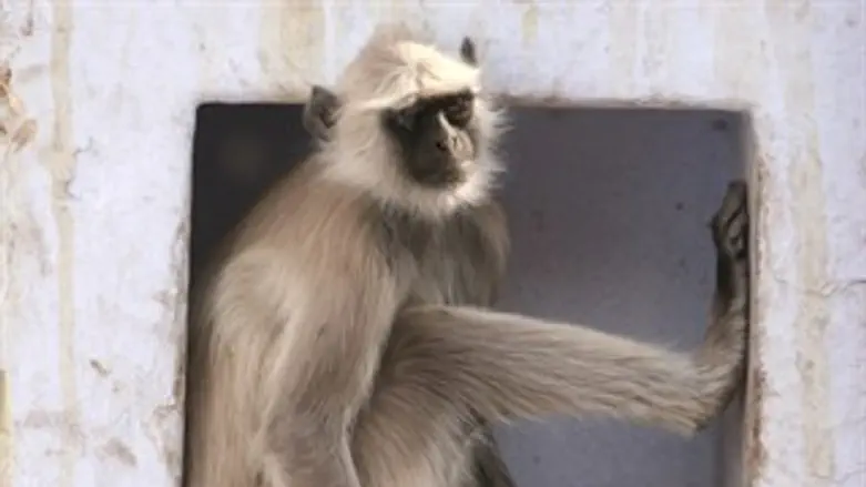 גם הוא לא שמע ולא ראה