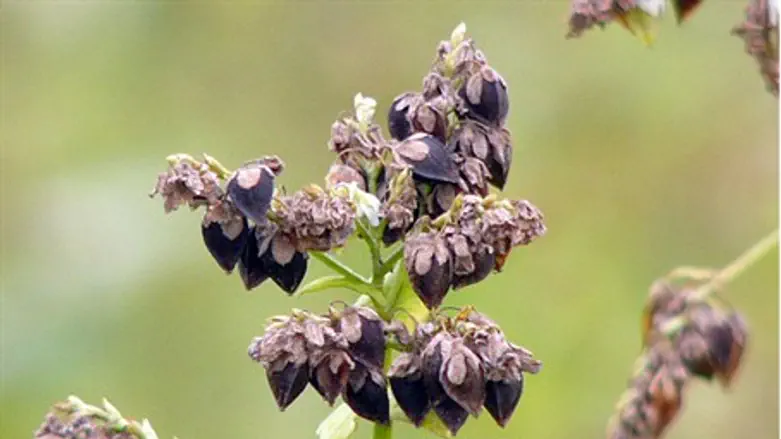 Buckwheat Plant