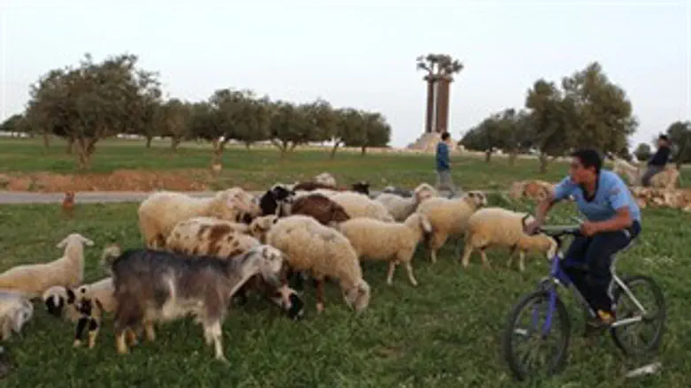 די לגניבות. עדר כבשים