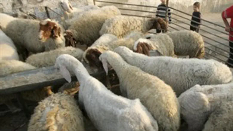 טכנולוגיות במרעה