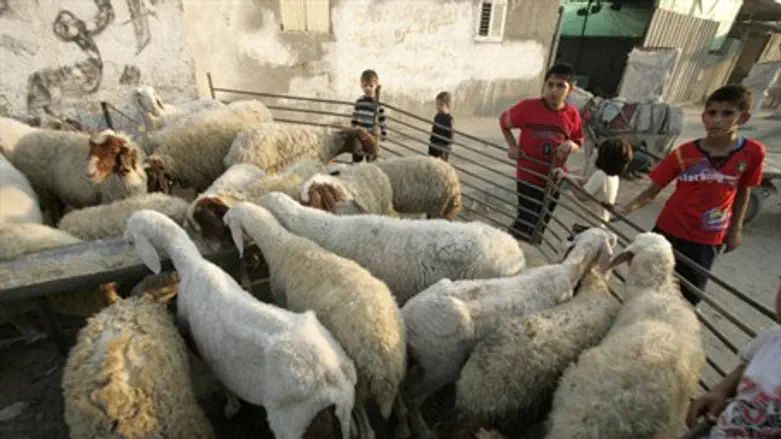 Высокие технологии на службе овцеводов