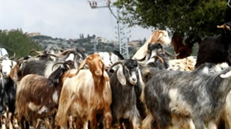 צאן ללא רועה