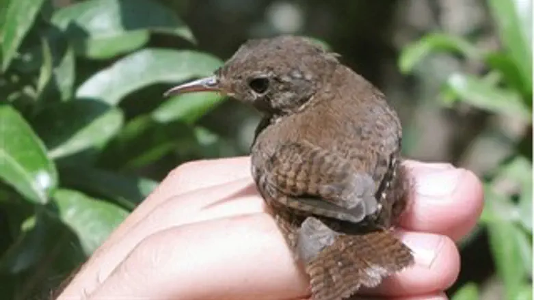 טיבוע צפרים