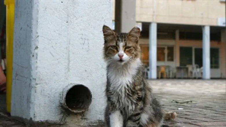 Кошка (Иллюстрация)