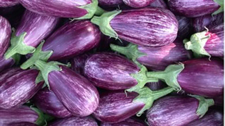 אורחים בכנסת. פיתוחי חצילים