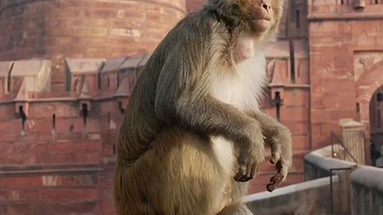 Rhesus Macaque