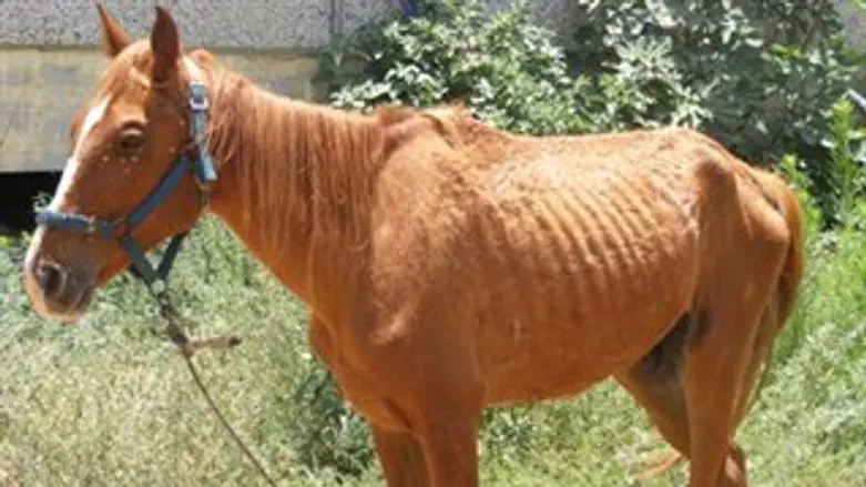 קנס תקדימי על התעללות בסוס