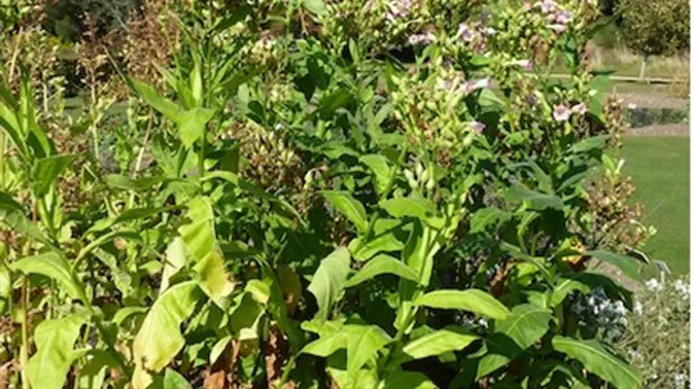 tobacco plant