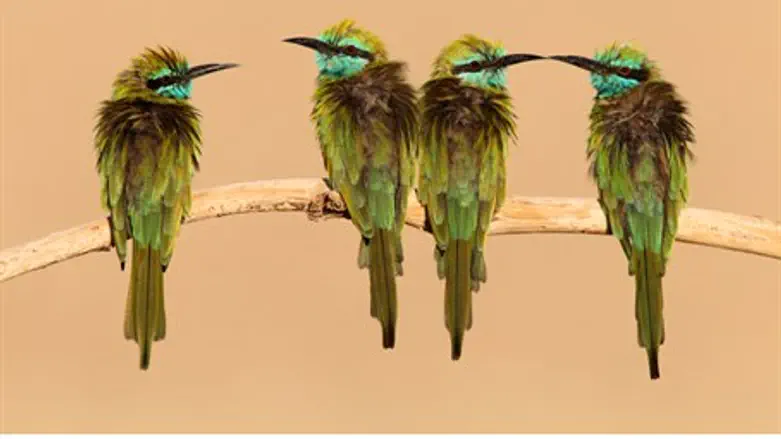 4 карликовых пчелоеда