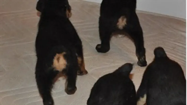 חתכו זנבות לכלבים וישלמו כ- 100,000 ש"ח