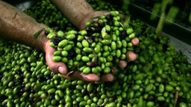 מי מאחורי השמן והזיתים?