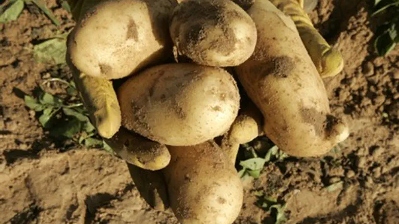 Potatoes (file)