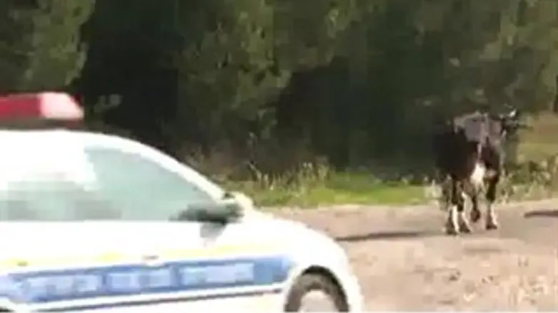 הפרה וניידת אגף התנועה