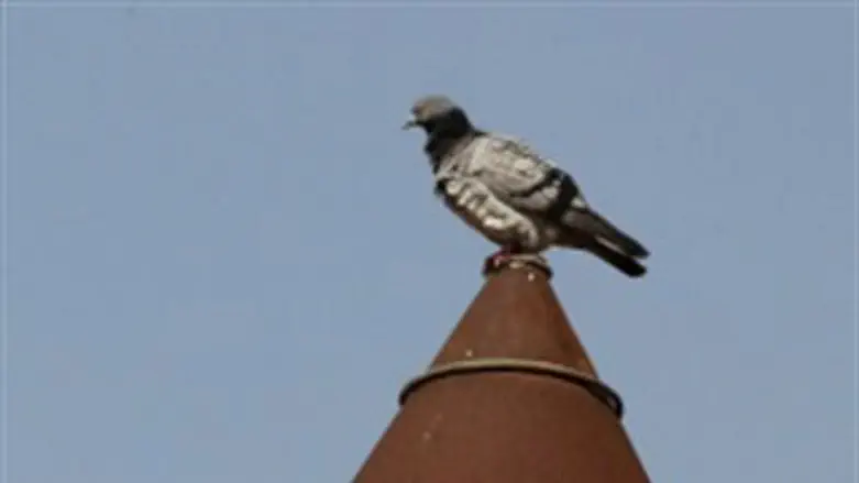 מוח של ציפור?