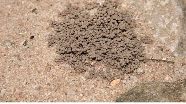 Ученые обнаружили растение-подземного охотник