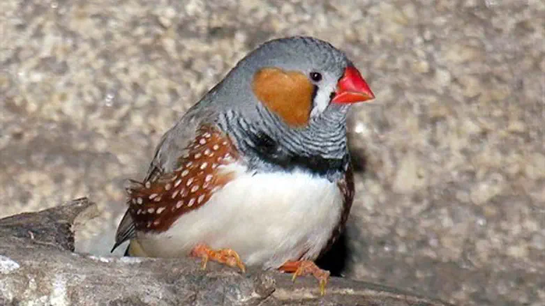 Длина жизни зашифрована на кончиках хромосом?