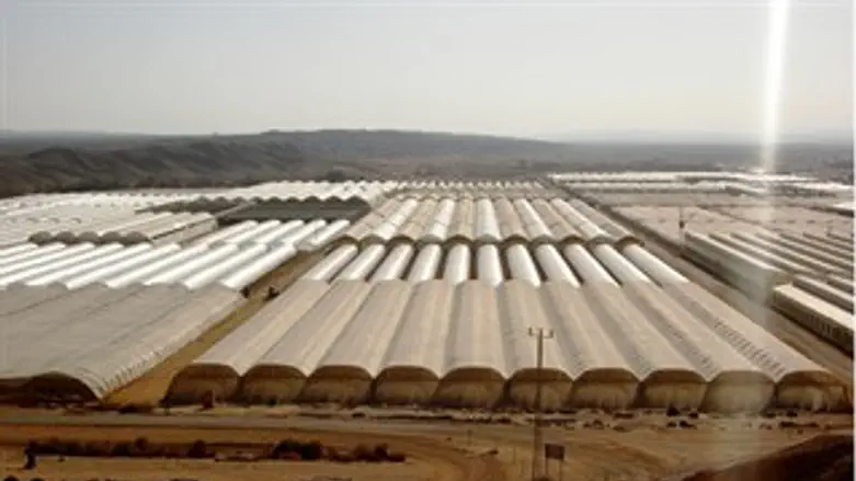 חממות  בערבה