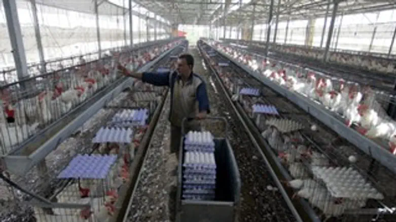 לול תרנגולים תרנגולות ביצים