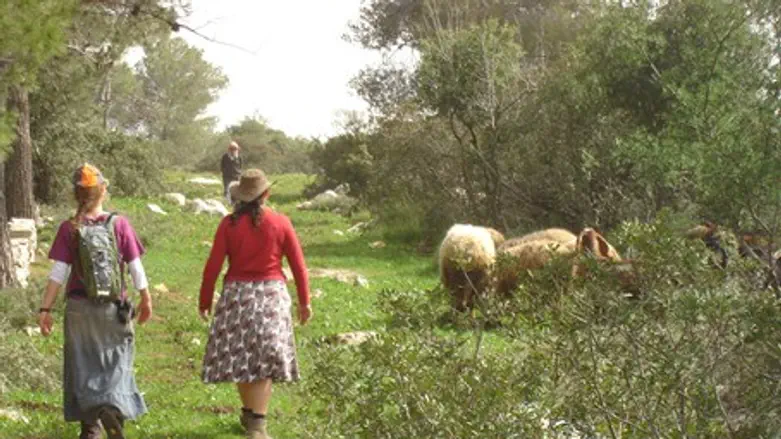 В Самарии станет на тысячи деревьев больше