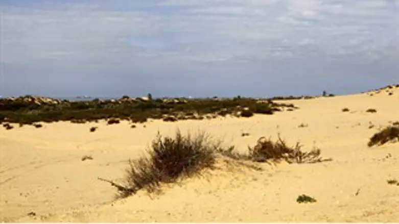 חולות ניצנים