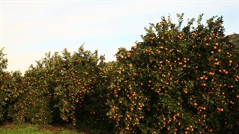 עץ תפוזים עצים