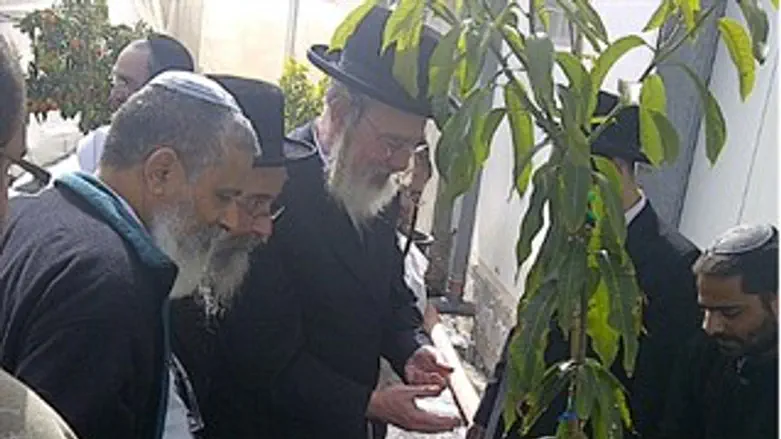 אילוסטרציה