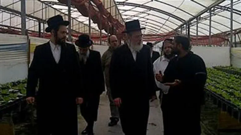 Rav MK Eichler in greenhouse