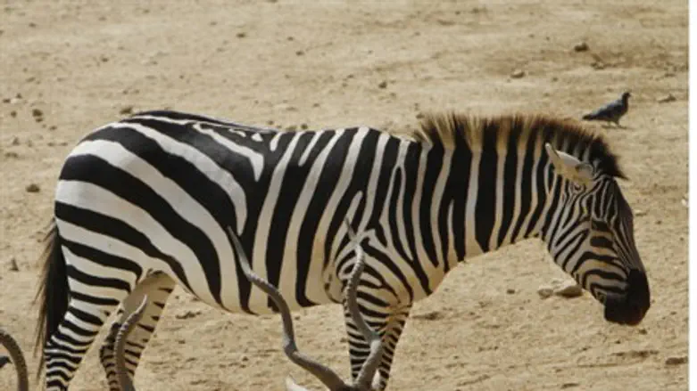 Зебра. Иллюстрация