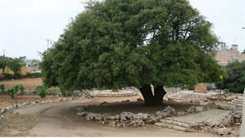 The Jewish town of Tekoa in eastern Gush Etzi