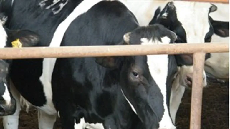 לא תיכנס לבית האח הגדול