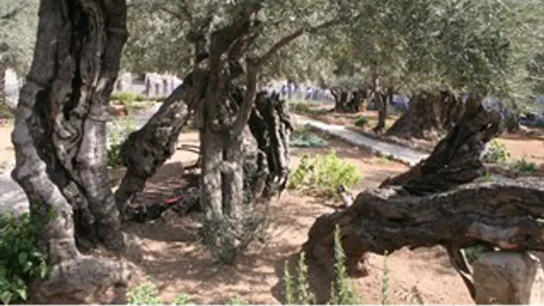 אילוסטרציה