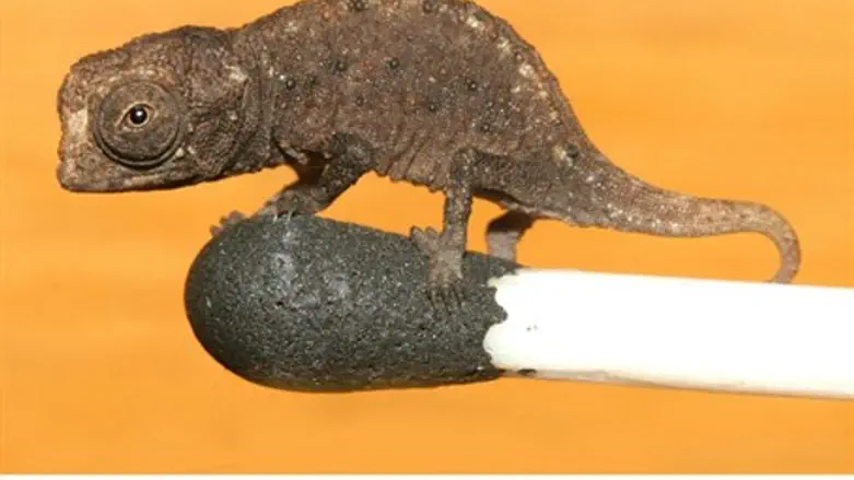 Brookesia micra 