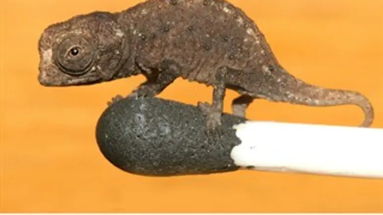Brookesia micra 