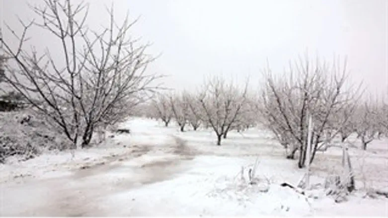 צפון מכוסה לבן