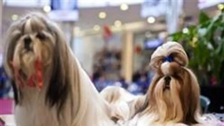 Dogs (illustrative)