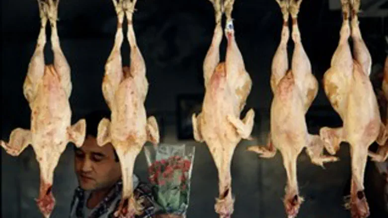 משחטת עופות. אילוסטרציה