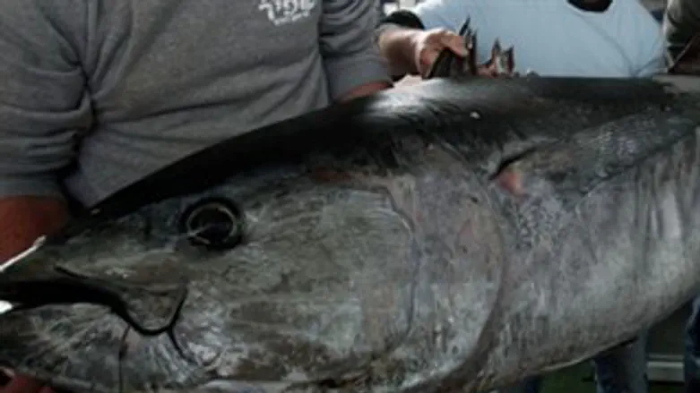 דג טונה. אילוסטרציה