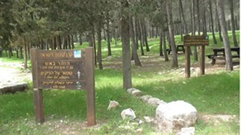 מוסיקה ביער