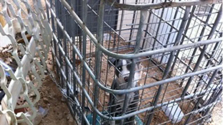 התעלל בכלבה