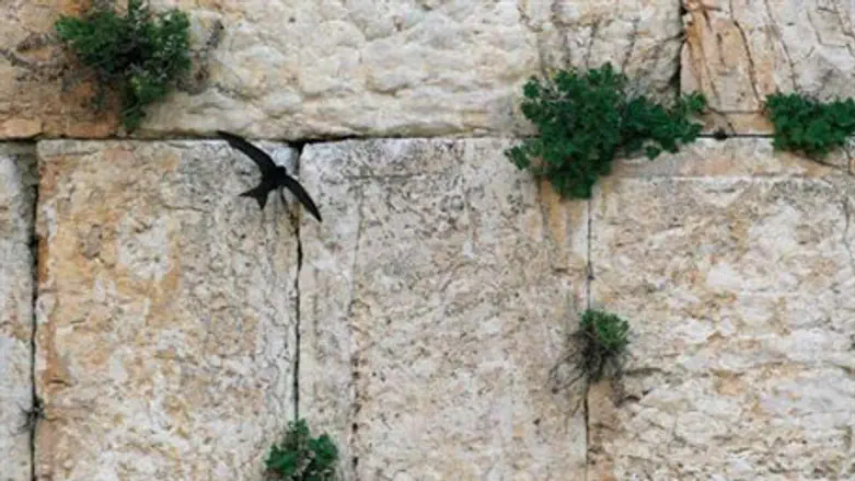'Common Swift' returns to Western Wall