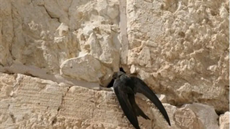 סיס מקנן בכותל.