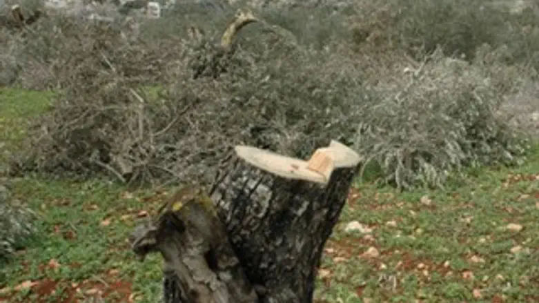 כריתת עצים. אילוסטרציה