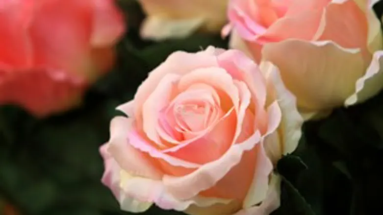 היום שלהם. הפרחים