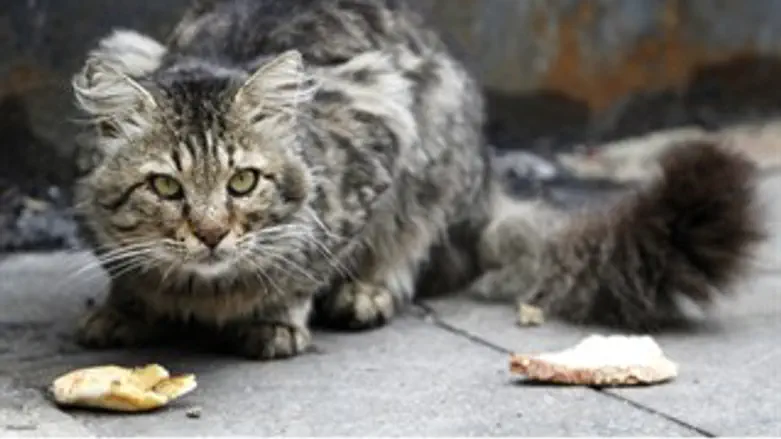 אילוסטרציה